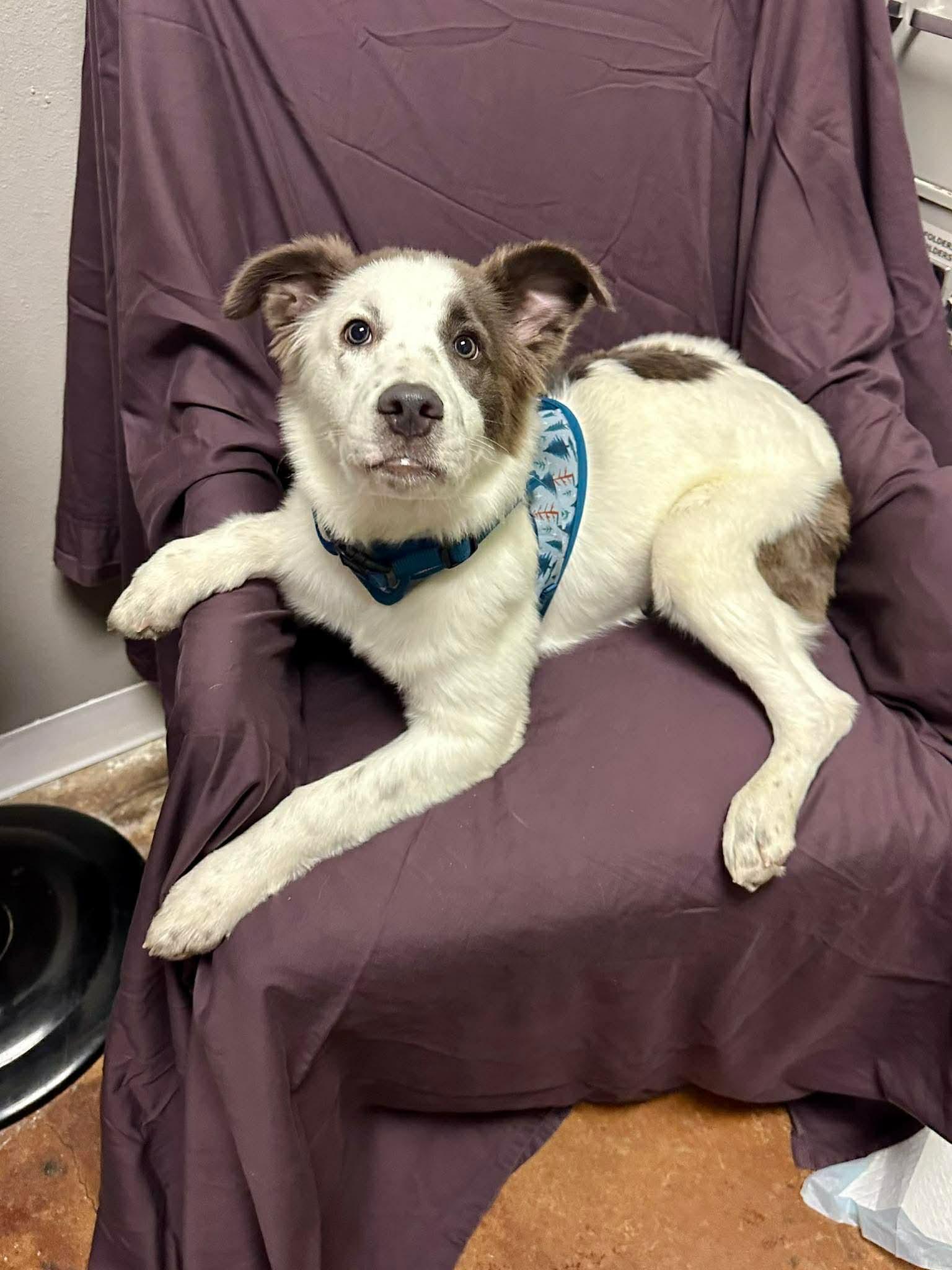 Enlarge Bella Ann “Annie”, a ADOPTABLE mixed breed in Walker, LA image 1/3