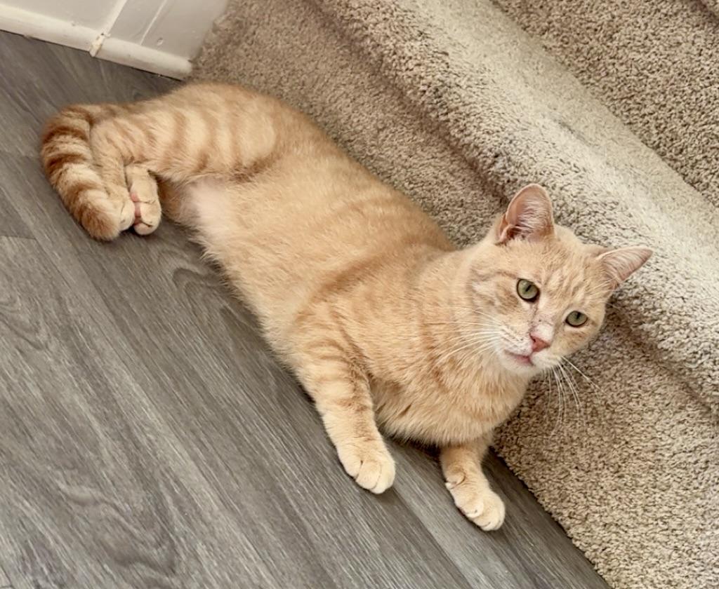 Enlarge Georgie, a Adoptable Domestic Short Hair in BLACK MOUNTAIN, NC image 3/6