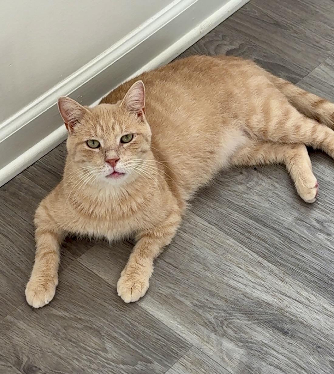 Enlarge Georgie, a Adoptable Domestic Short Hair in BLACK MOUNTAIN, NC image 2/6