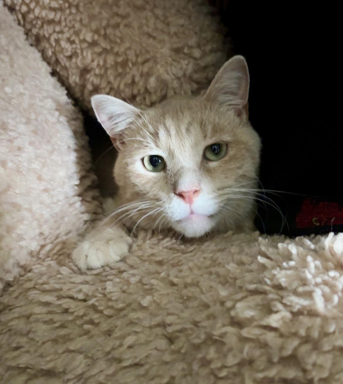 Enlarge Georgie, a Adoptable Domestic Short Hair in BLACK MOUNTAIN, NC image 4/6