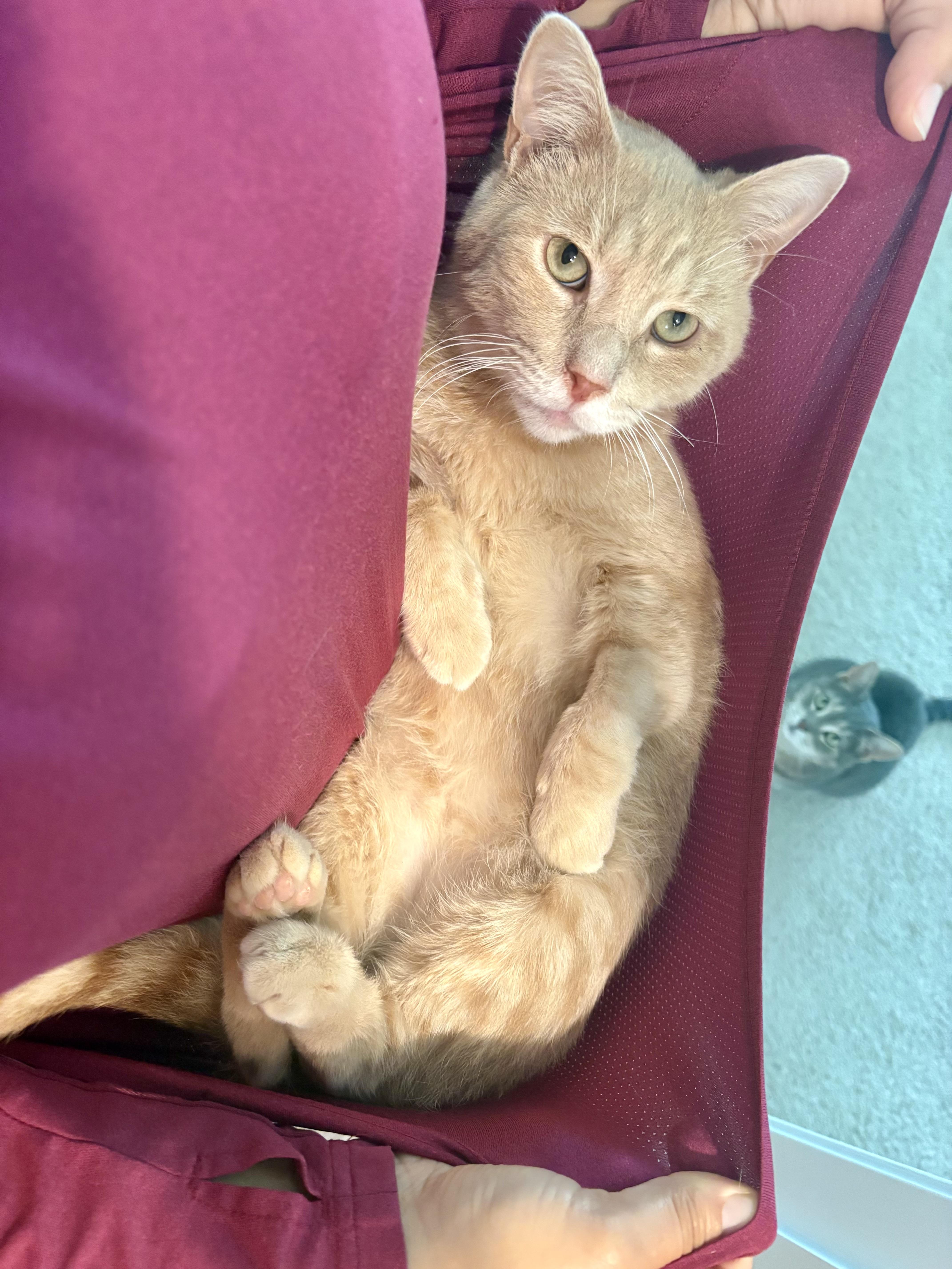 Enlarge Georgie, a Adoptable Domestic Short Hair in BLACK MOUNTAIN, NC image 1/6