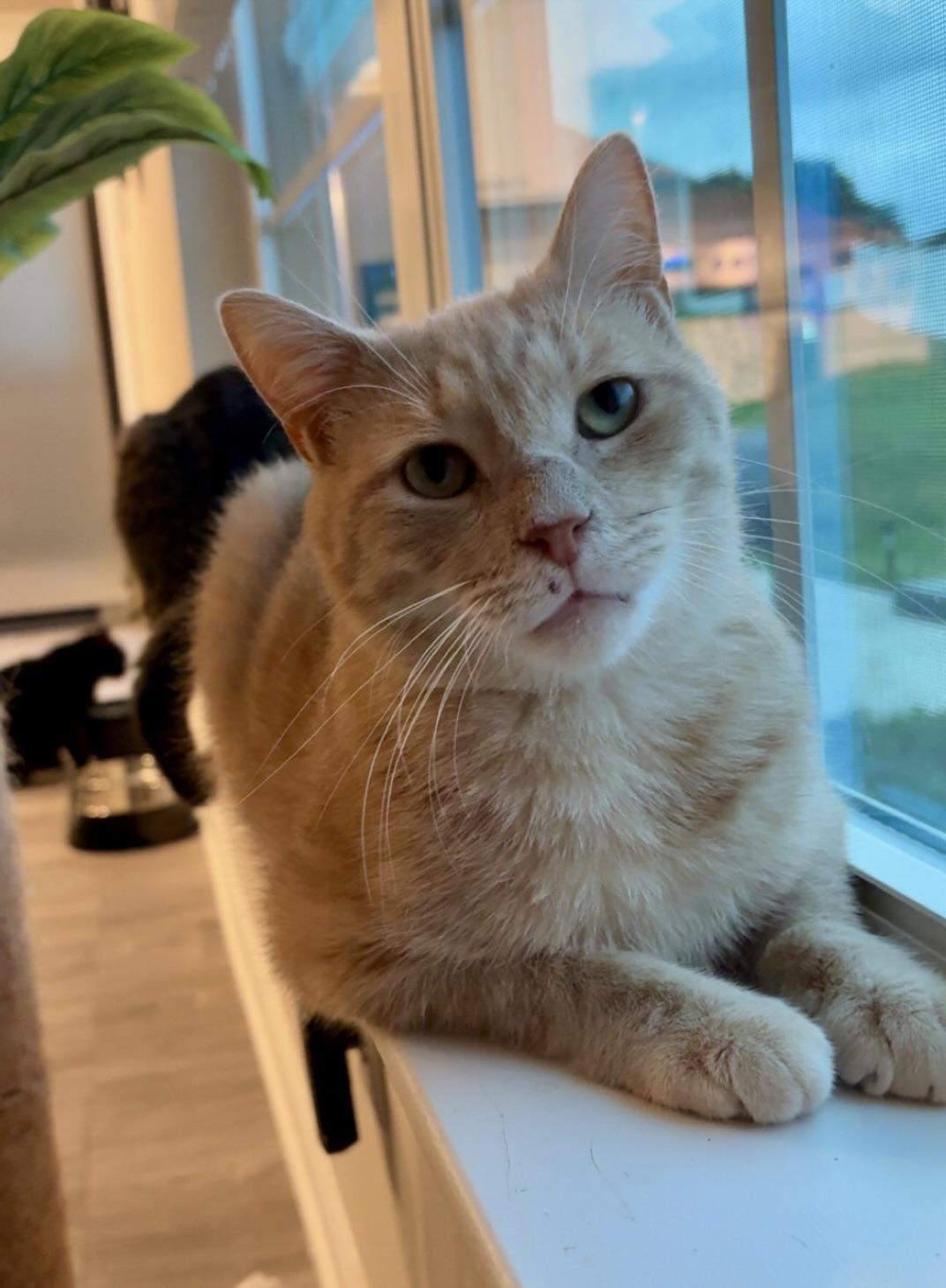 Enlarge Georgie, a Adoptable Domestic Short Hair in BLACK MOUNTAIN, NC image 6/6