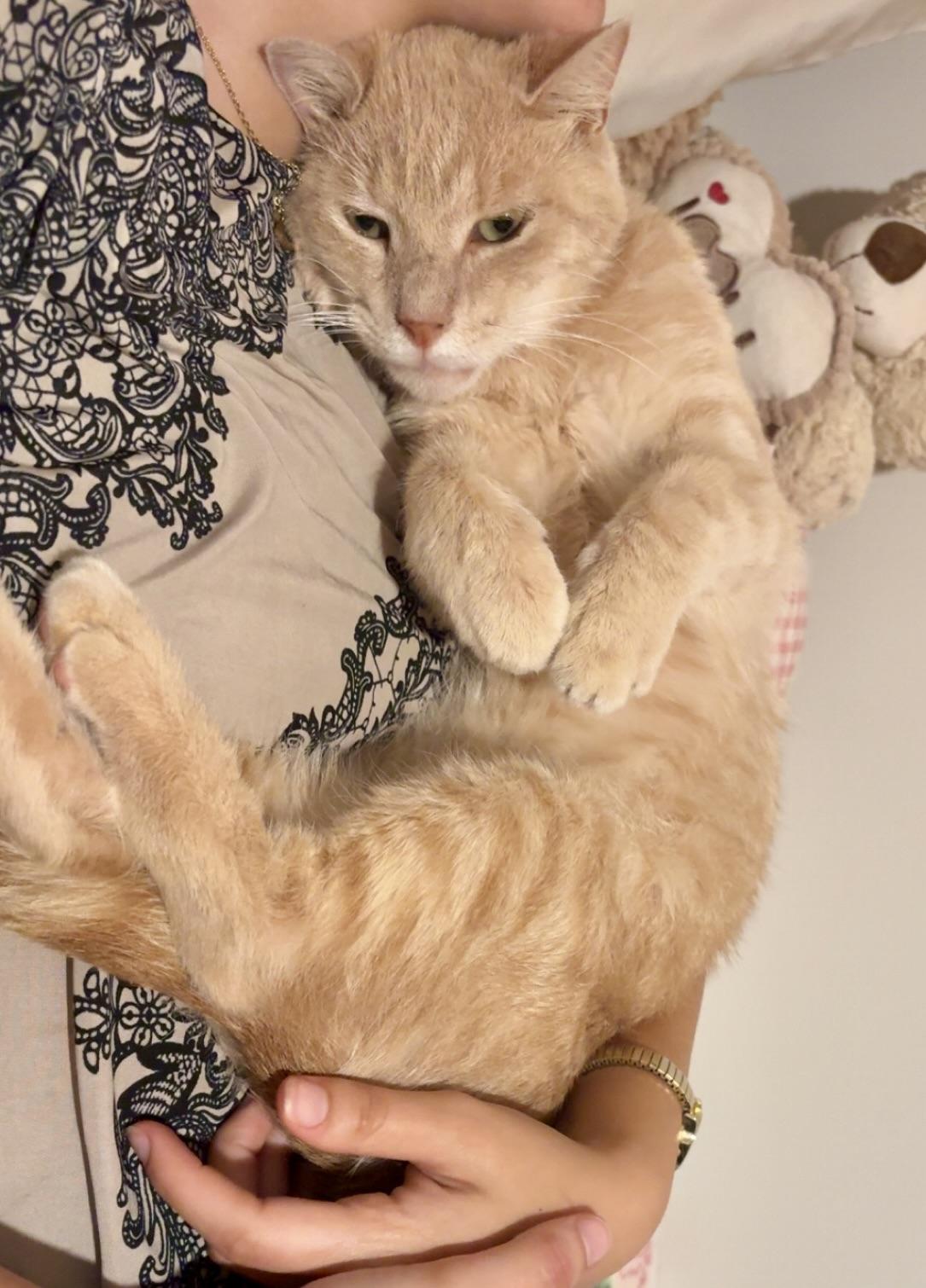 Enlarge Georgie, a Adoptable Domestic Short Hair in BLACK MOUNTAIN, NC image 5/6