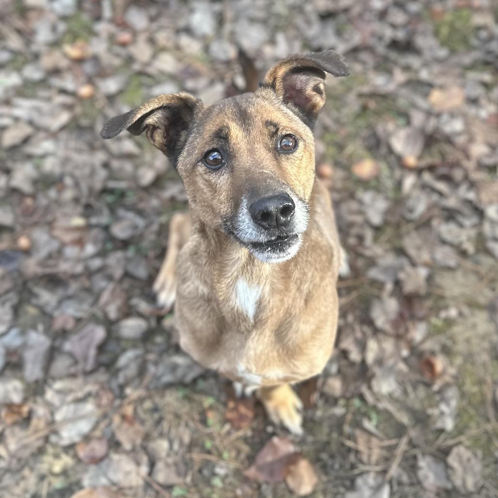 ELM 66 (Scooby Doo) (SPONSORED ADOPTION), Adoptable, Senior Male Mixed Breed.
