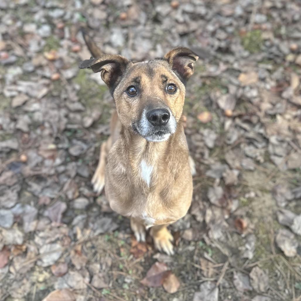 Enlarge ELM 66 (Scooby Doo) (SPONSORED ADOPTION), a Adoptable Mixed Breed in Gadsden, AL image 3/6