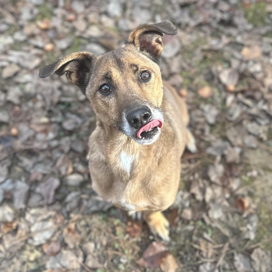 Enlarge ELM 66 (Scooby Doo) (SPONSORED ADOPTION), a Adoptable Mixed Breed in Gadsden, AL image 4/6