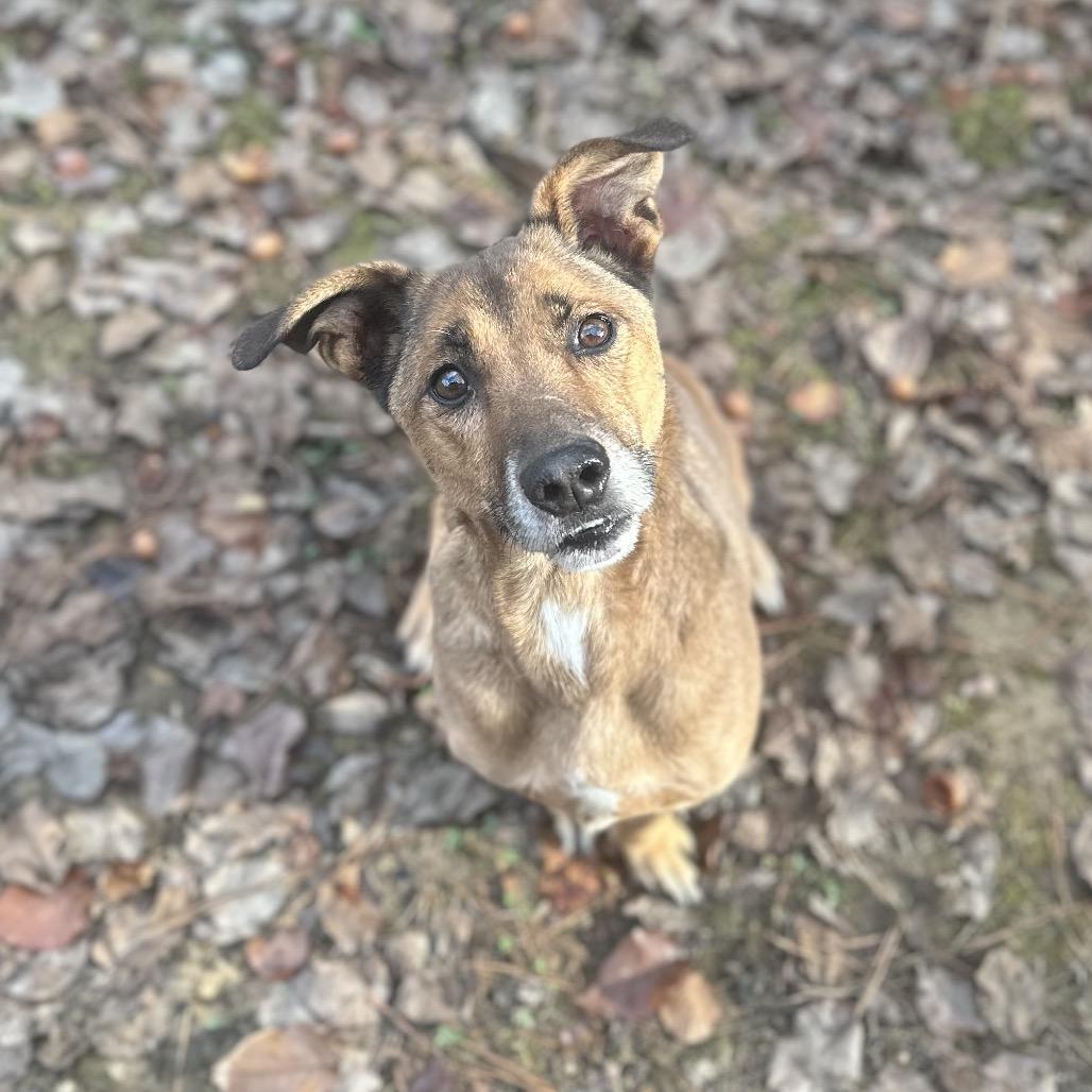 Enlarge ELM 66 (Scooby Doo) (SPONSORED ADOPTION), a Adoptable Mixed Breed in Gadsden, AL image 6/6