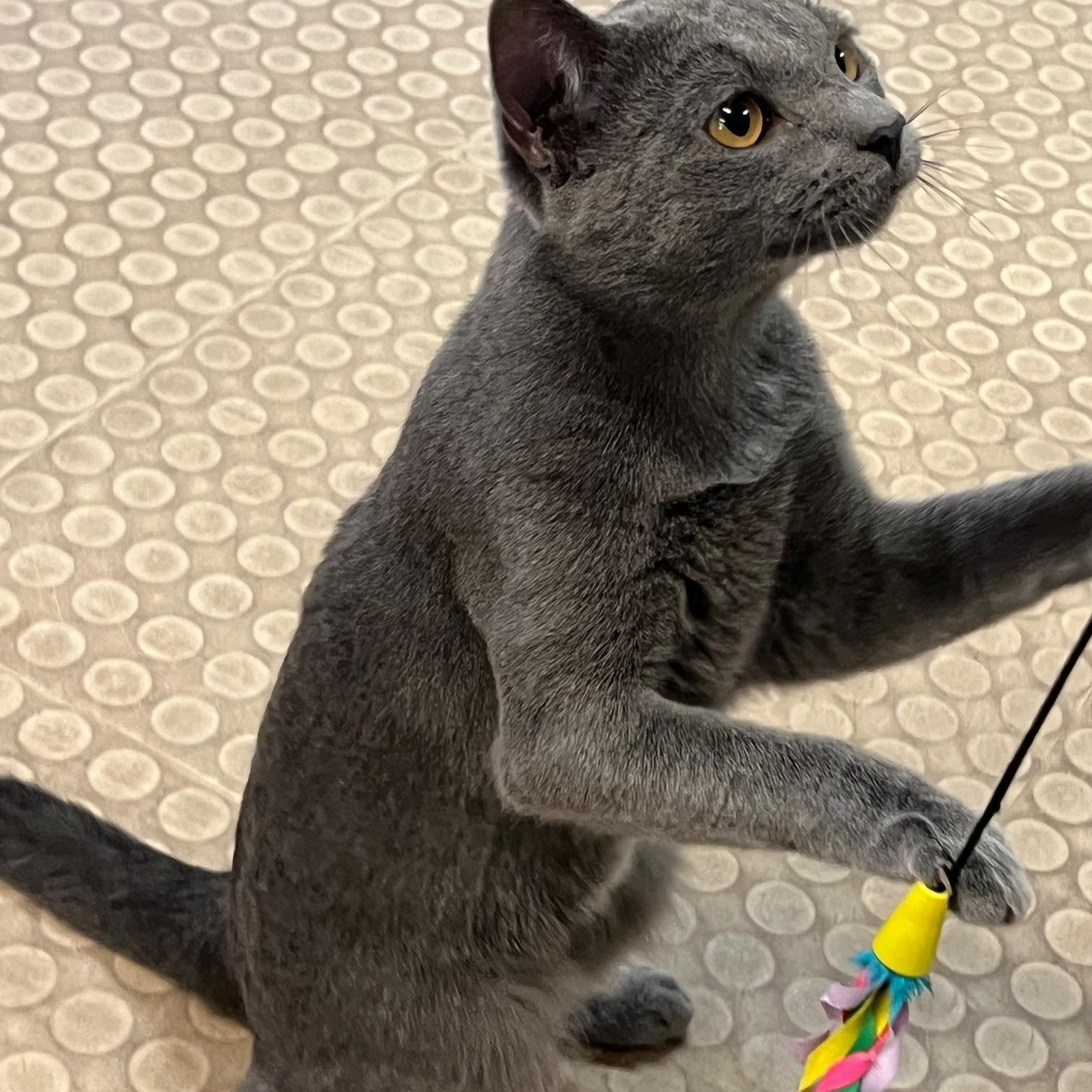 Enlarge Sebastian , an adopted Russian Blue in Phoenix, AZ image 2/6
