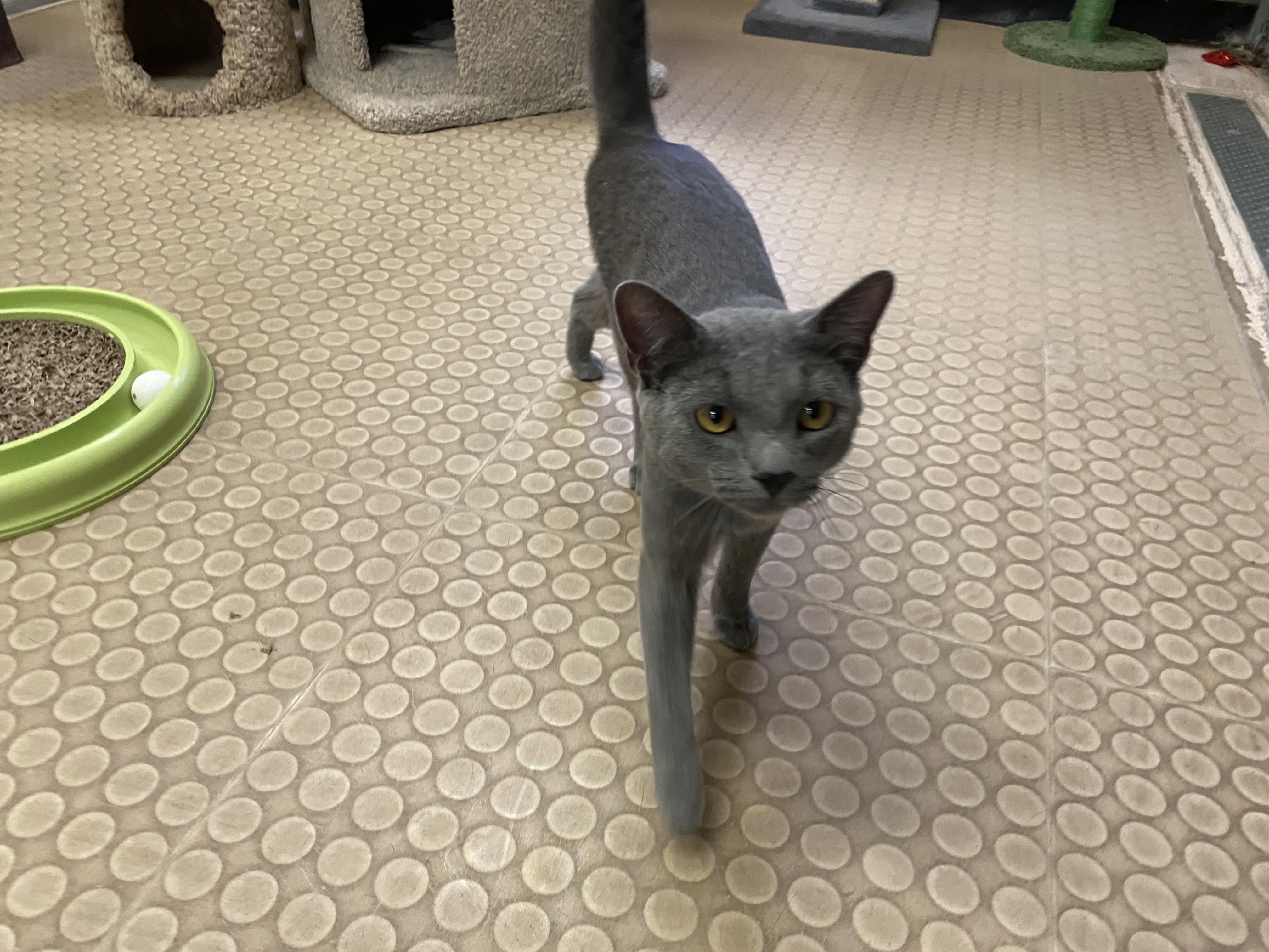 Enlarge Sebastian , an adopted Russian Blue in Phoenix, AZ image 3/6