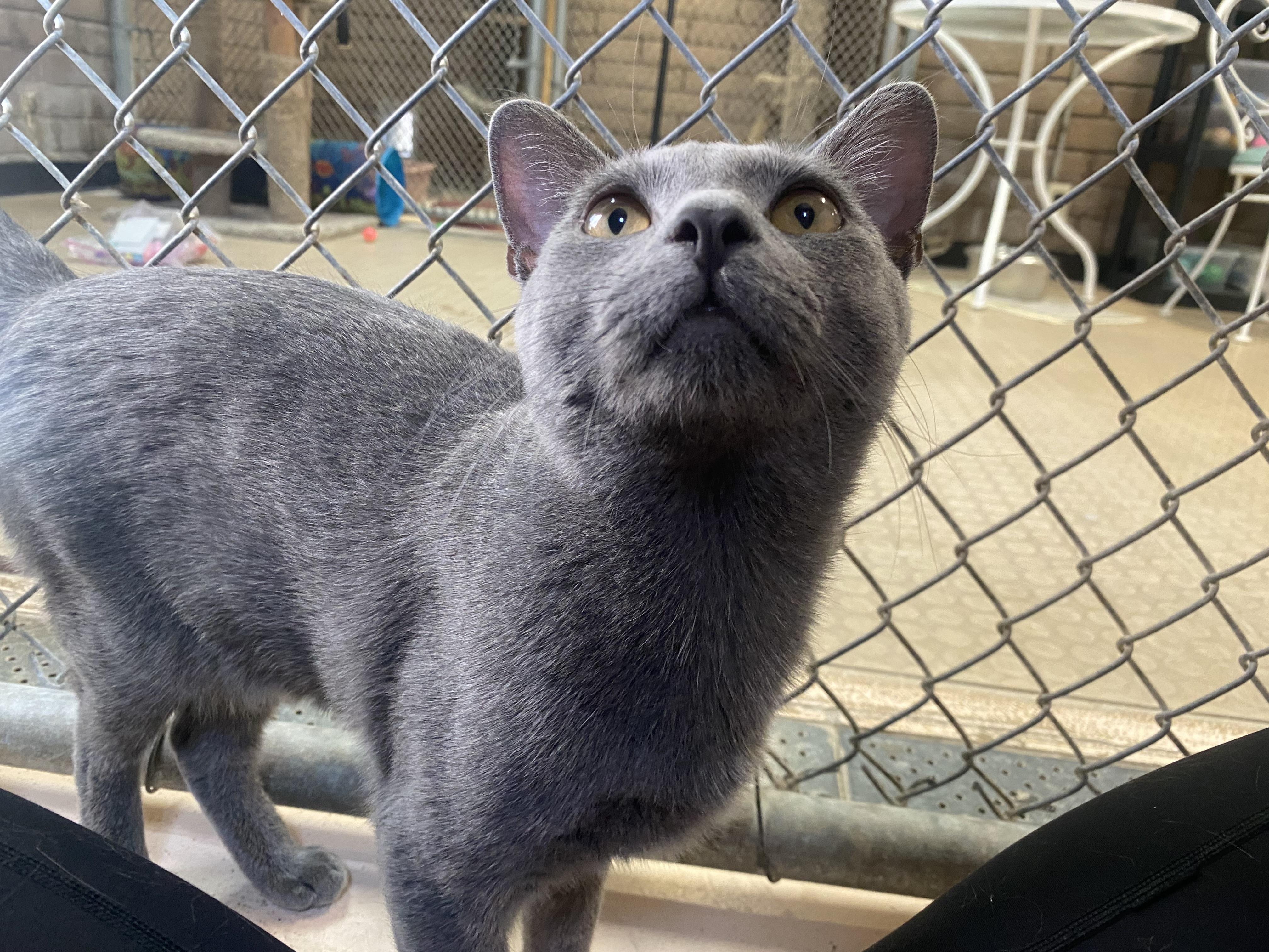 Enlarge Sebastian , an adopted Russian Blue in Phoenix, AZ image 4/6