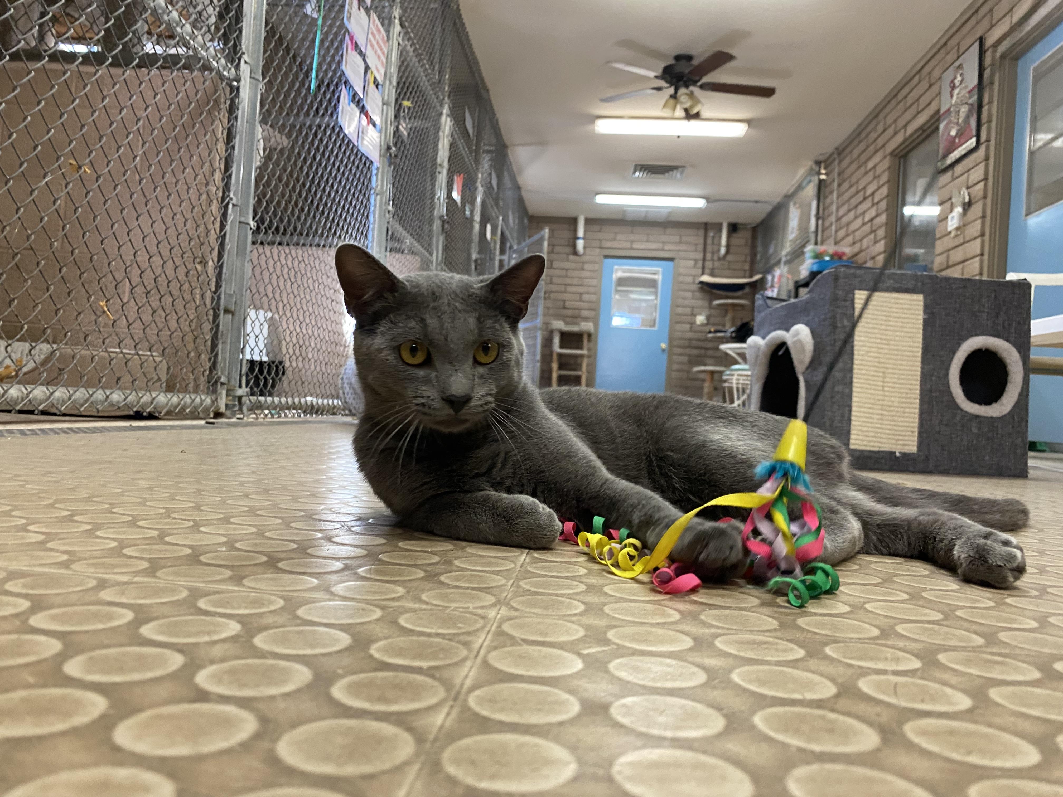 Enlarge Sebastian , an adopted Russian Blue in Phoenix, AZ image 6/6