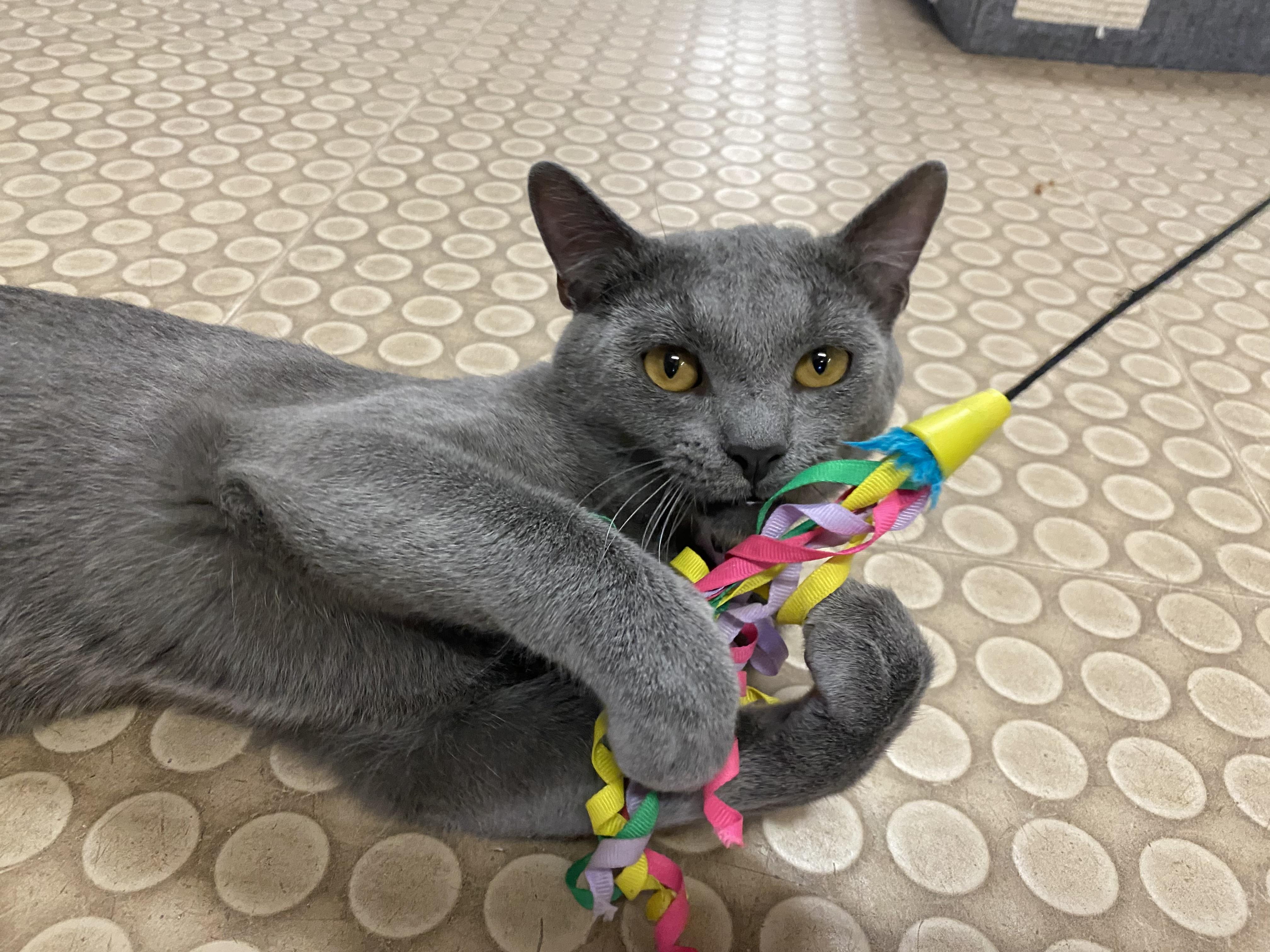 Enlarge Sebastian , an adopted Russian Blue in Phoenix, AZ image 1/6