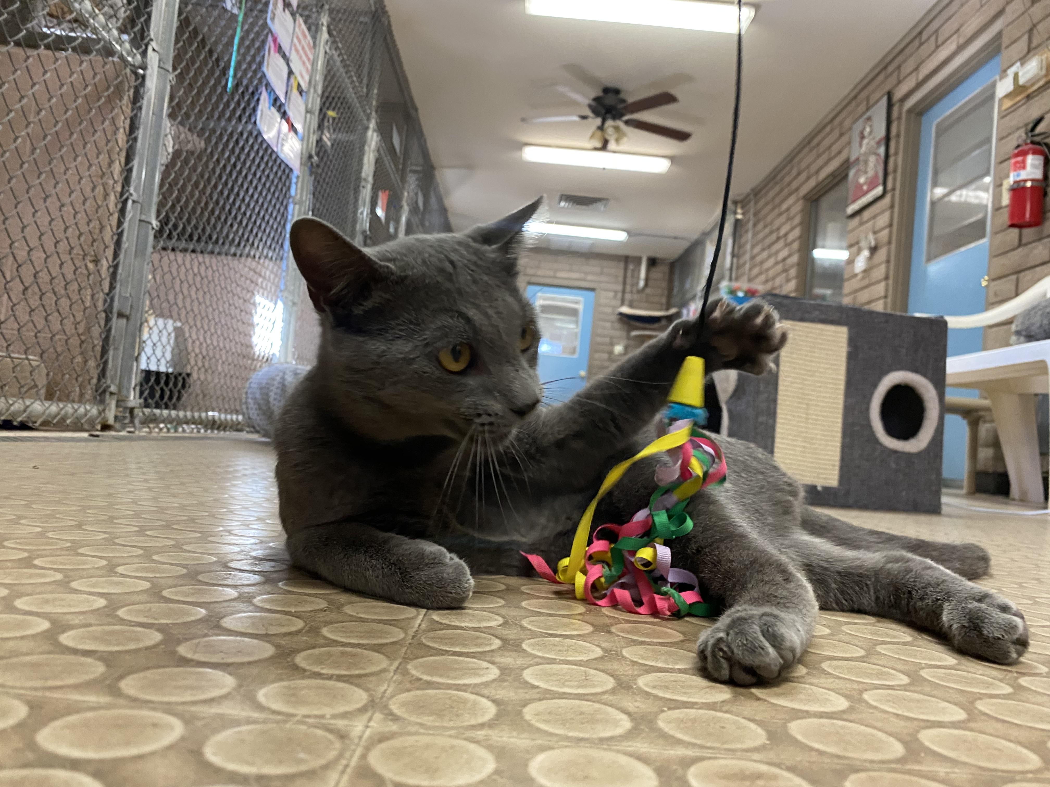 Enlarge Sebastian , an adopted Russian Blue in Phoenix, AZ image 5/6