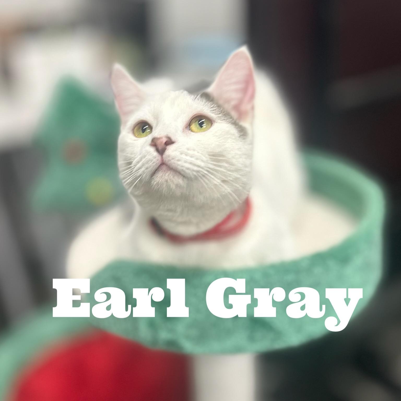 Earl Gray photo 2