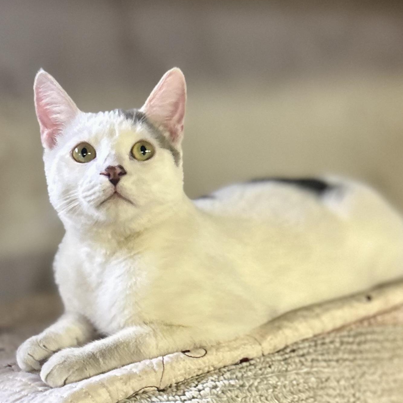 Earl Gray, Adult Male Domestic Short Hair