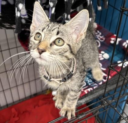 Aramis, Adopted, Young Male Domestic Short Hair.