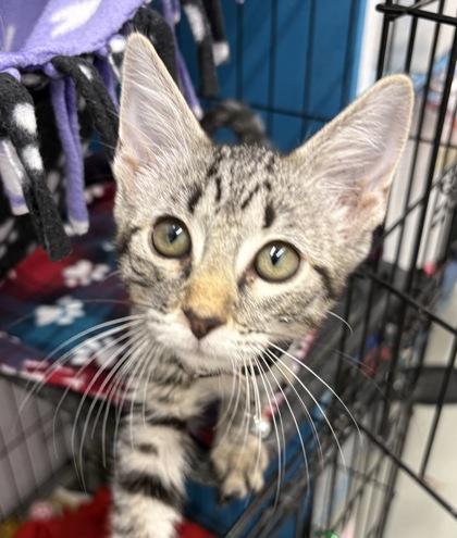 Enlarge Aramis, a Adopted Domestic Short Hair in Plano, TX image 3/3