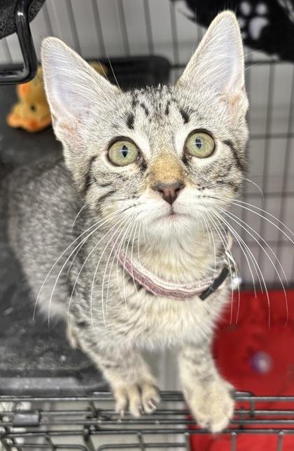Enlarge Aramis, a Adopted Domestic Short Hair in Plano, TX image 2/3