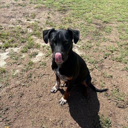 Enlarge Nebula, a ADOPTABLE mixed breed in Valdosta, GA image 4/4