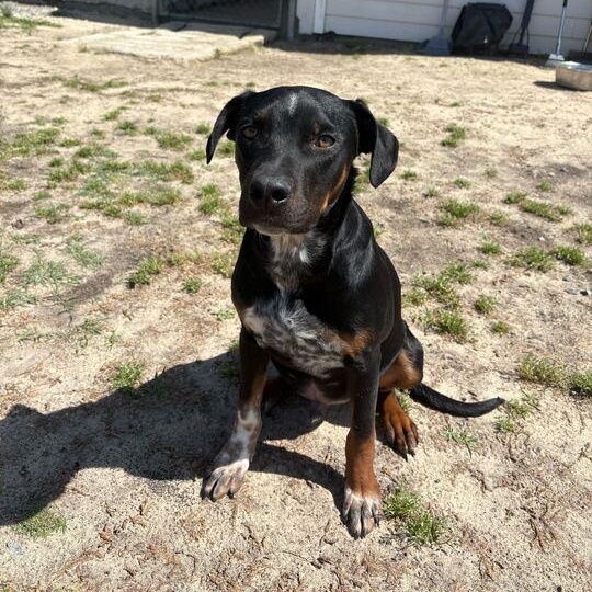 Enlarge Nebula, a ADOPTABLE mixed breed in Valdosta, GA image 1/4