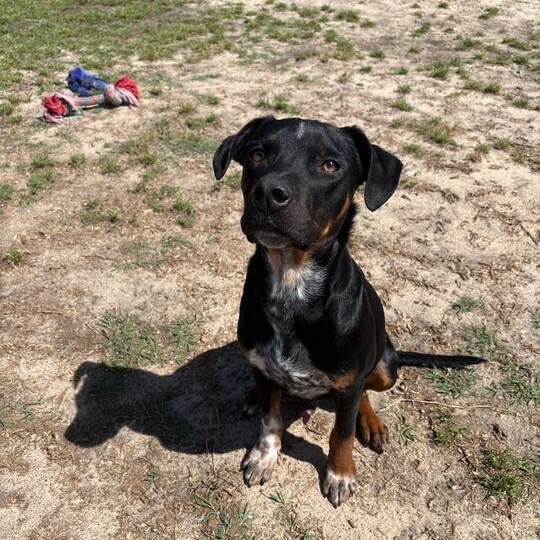 Enlarge Nebula, a ADOPTABLE mixed breed in Valdosta, GA image 3/4