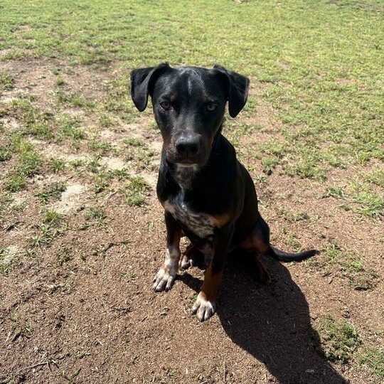 Enlarge Nebula, a ADOPTABLE mixed breed in Valdosta, GA image 2/4