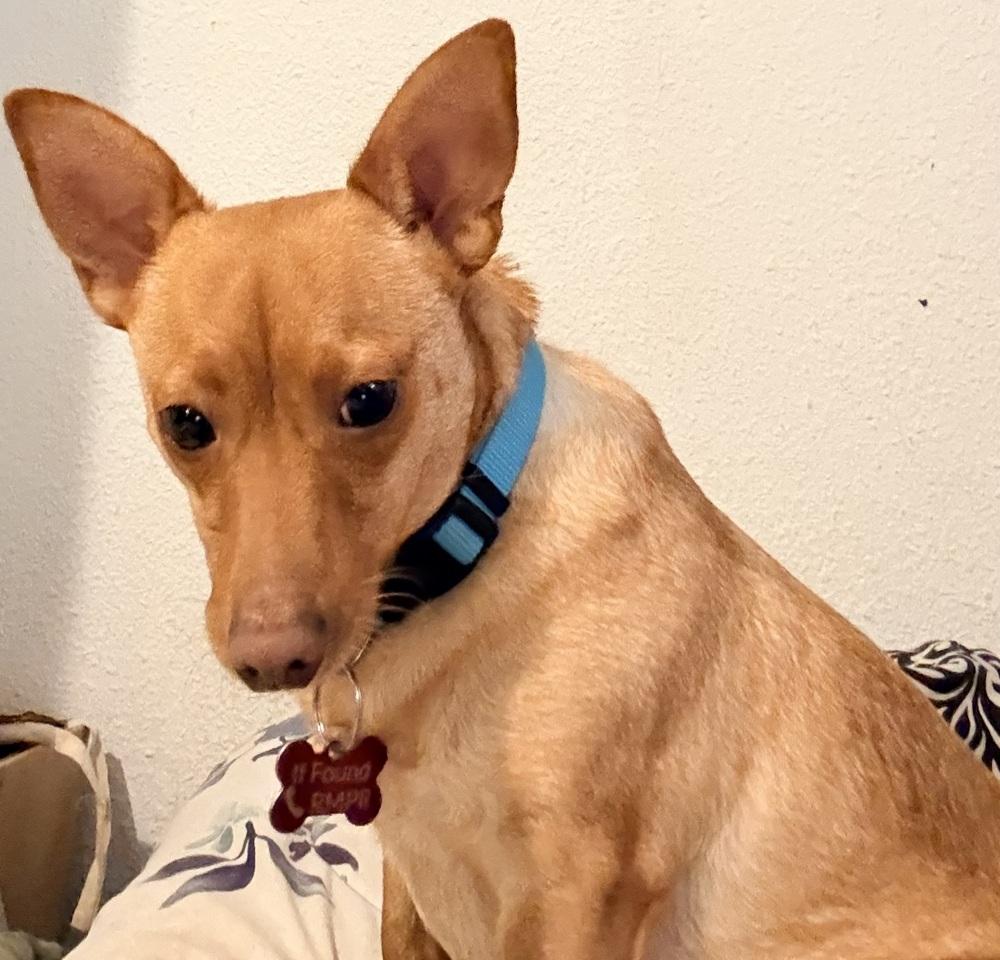 WOLVERINE, Adoptable, Adult Male Chihuahua.