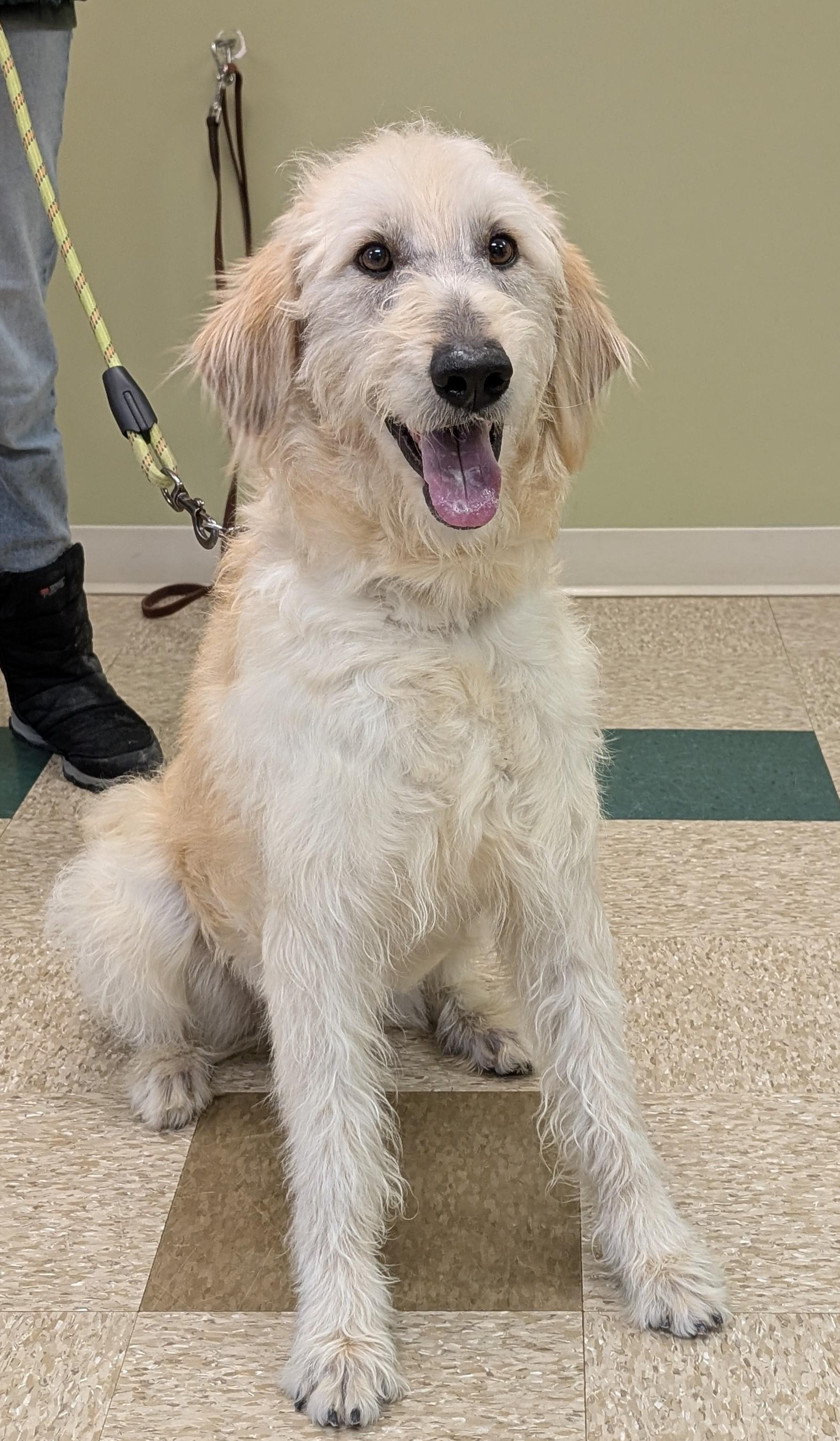 Micha, an adoptable mixed breed in Hastings, NE image 2/4