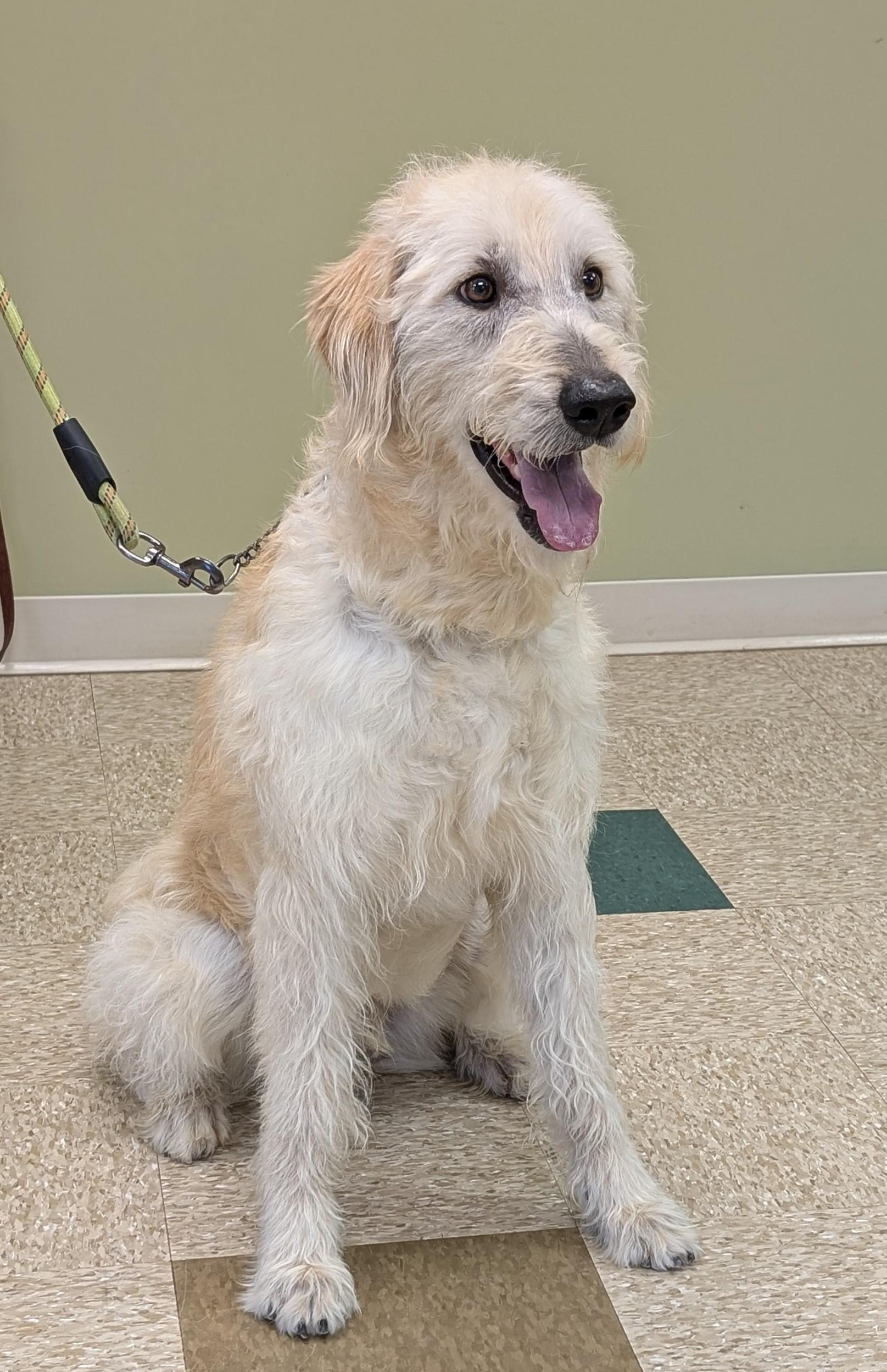 Micha, an adoptable mixed breed in Hastings, NE image 3/4
