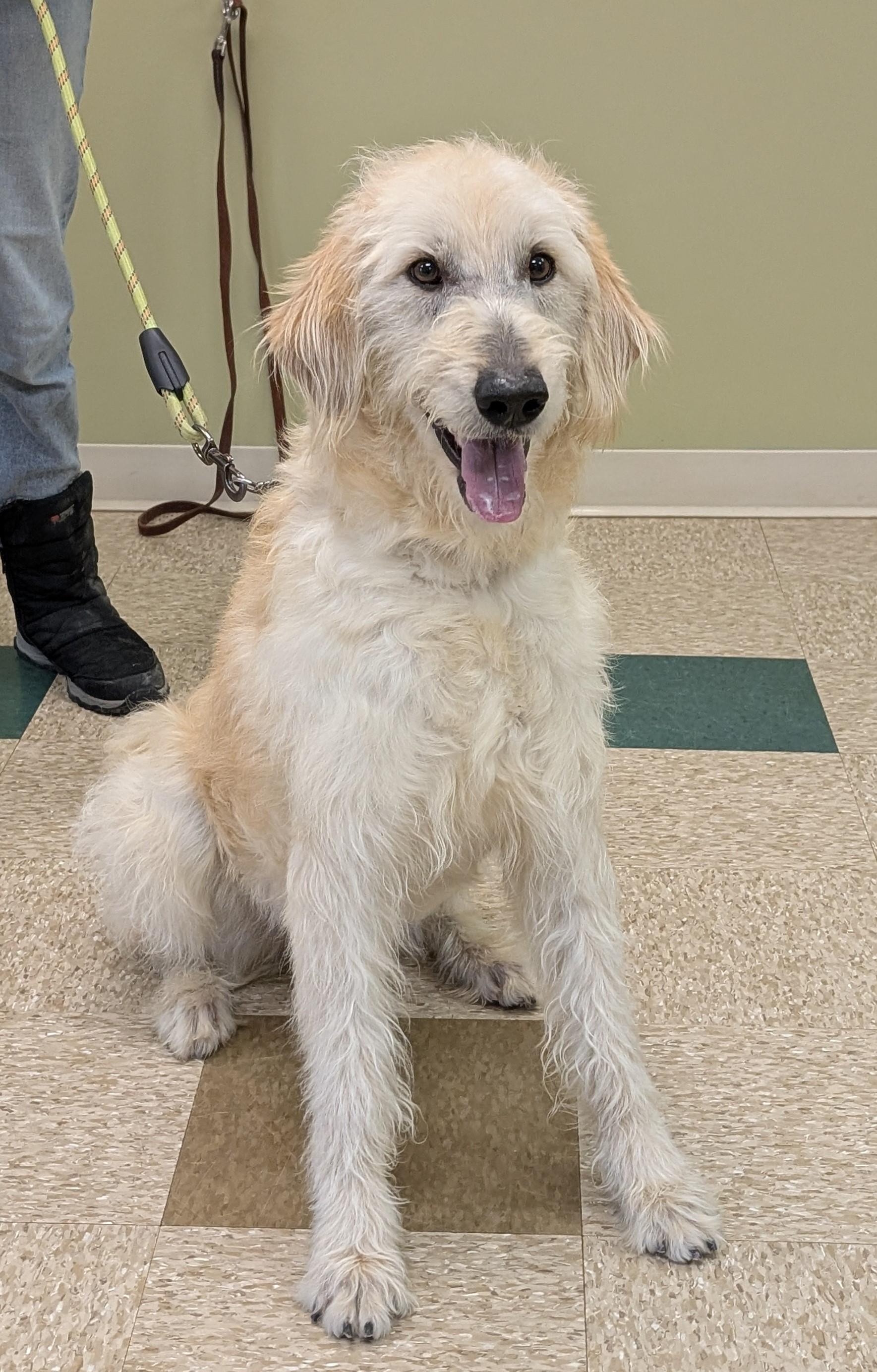 Micha, an adoptable mixed breed in Hastings, NE image 4/4