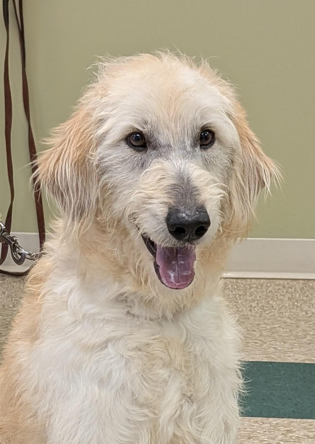 Micha, adoptable, Adult Male Goldendoodle.