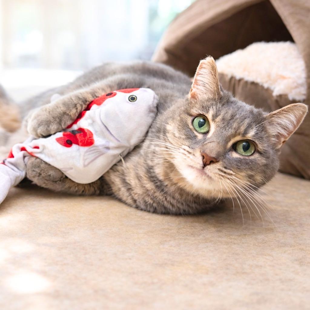 Katy, Adoptable, Senior Female Domestic Short Hair.