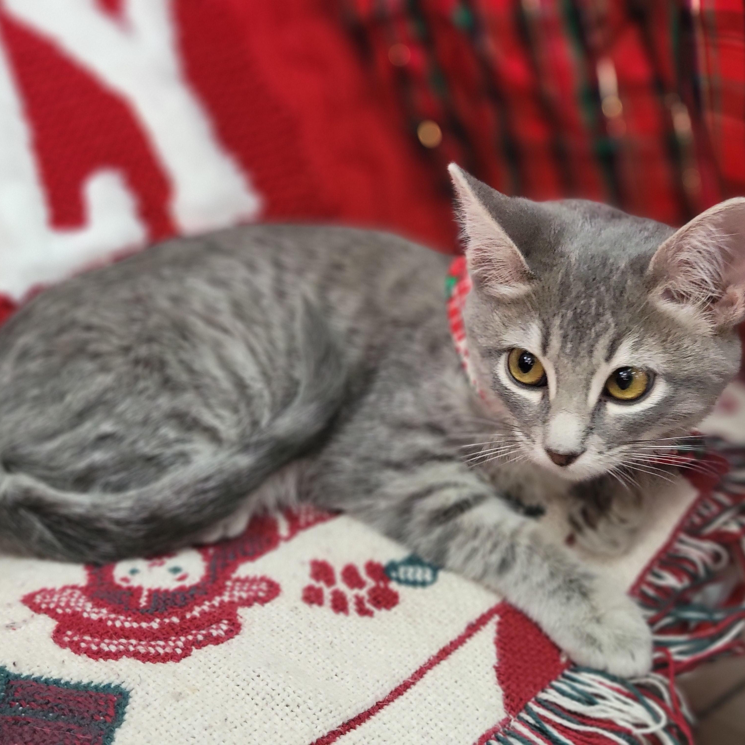 Clover, adopted, Kitten Female Domestic Short Hair.