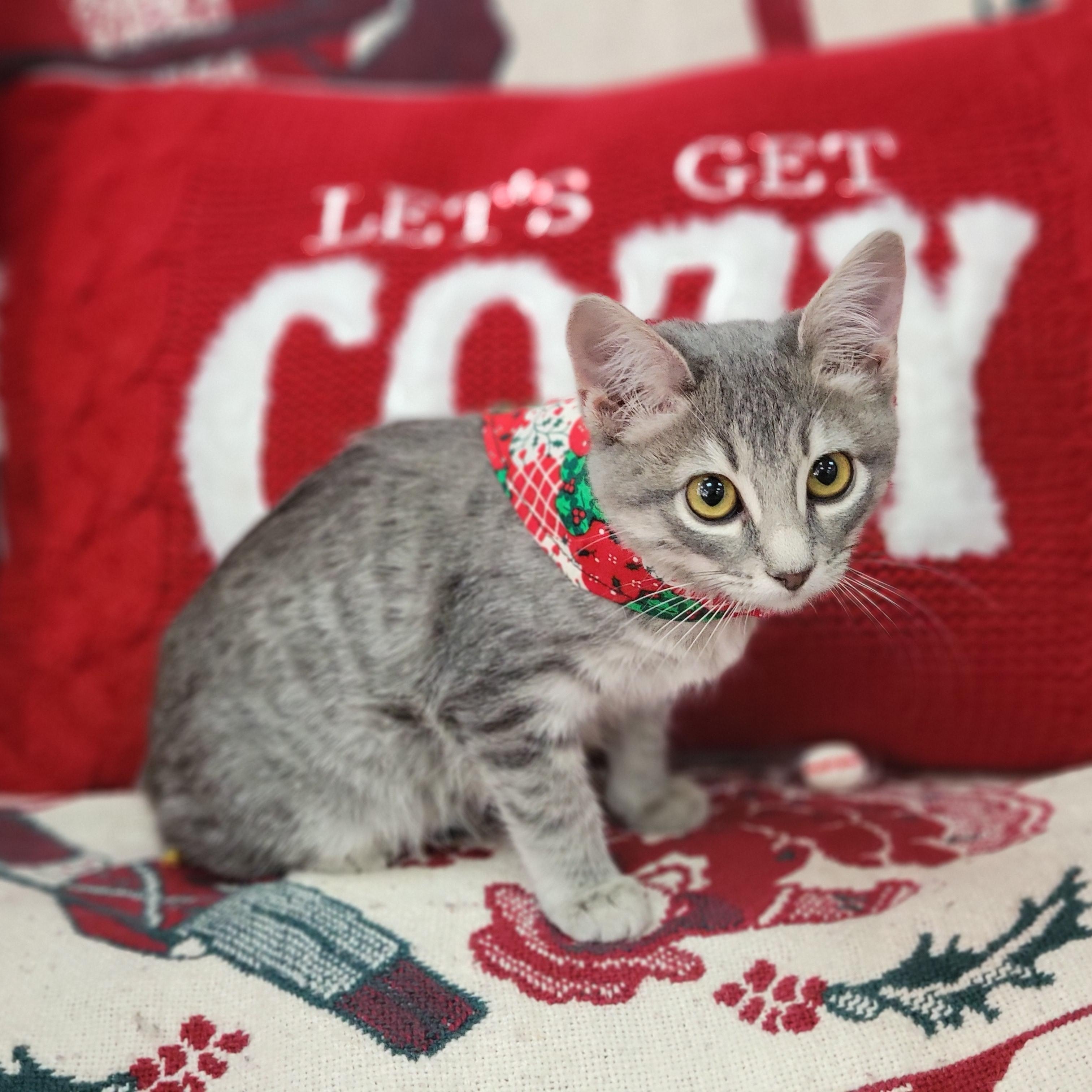 Enlarge Clover, an adopted mixed breed in Oklahoma City, OK image 3/4