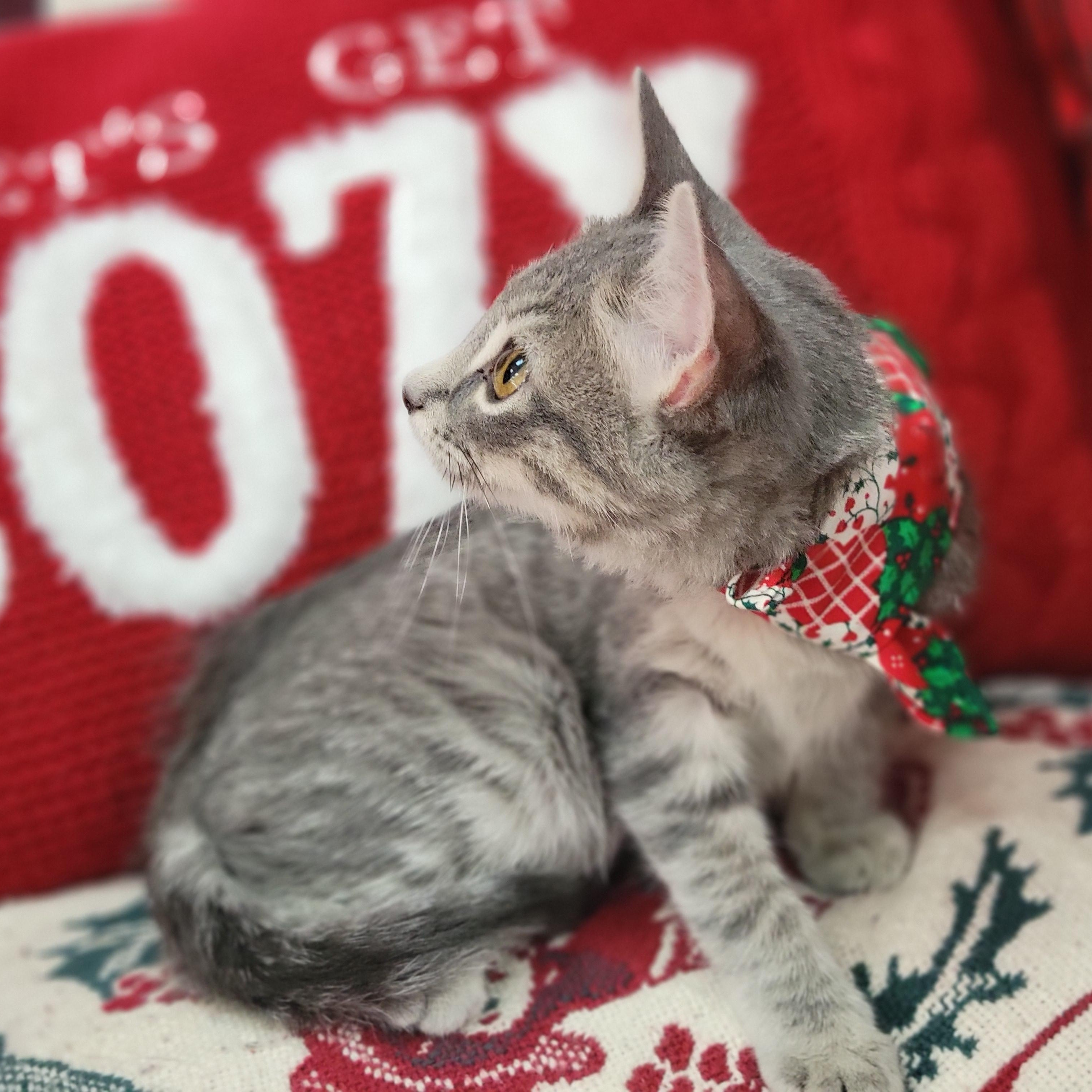Enlarge Clover, an adopted mixed breed in Oklahoma City, OK image 4/4