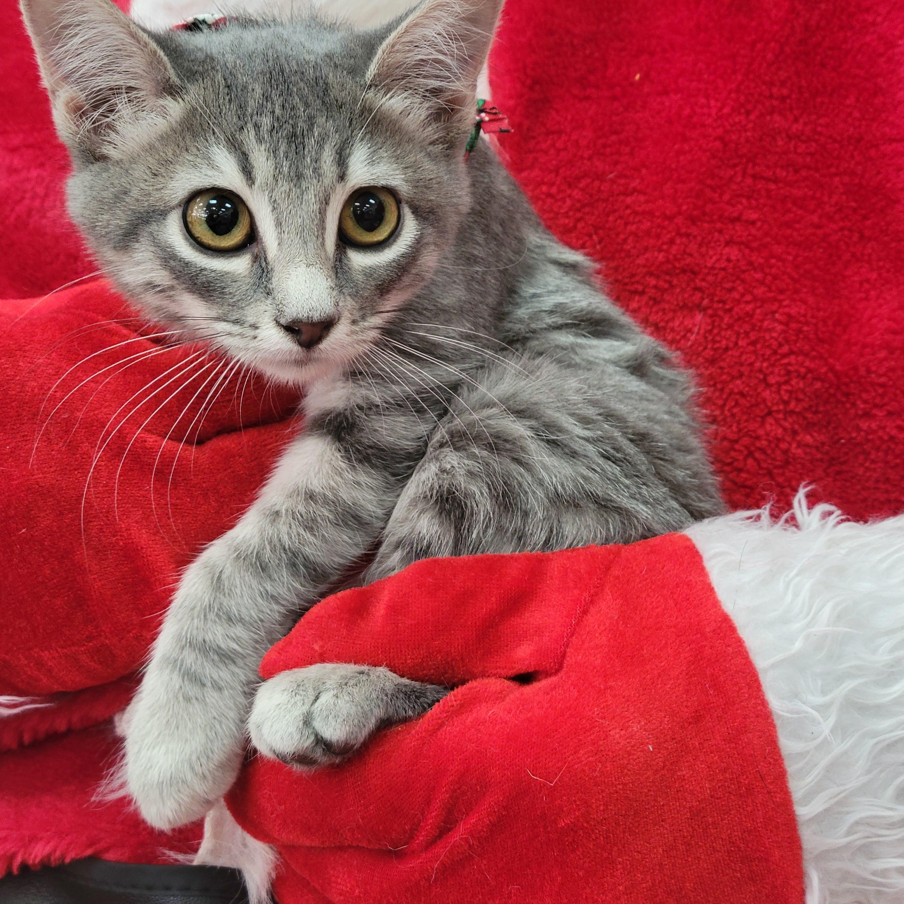 Enlarge Clover, an adopted mixed breed in Oklahoma City, OK image 2/4