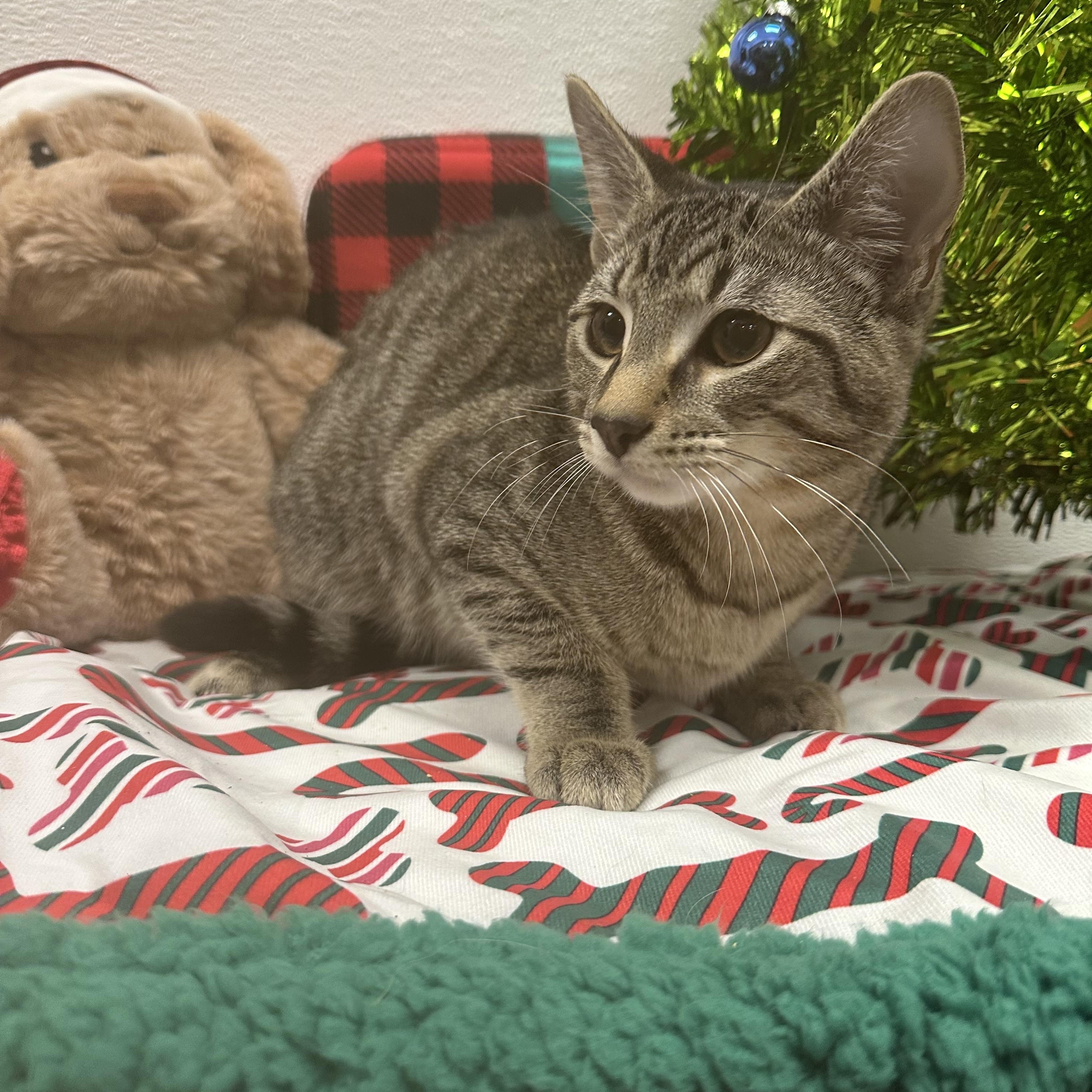 Enlarge Grinch, a ADOPTABLE Domestic Short Hair in Auburn, WA image 1/1