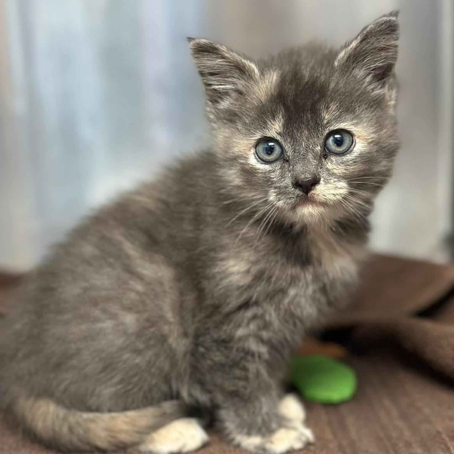 Princess Snowfire, ADOPTABLE, Kitten Female Domestic Short Hair.
