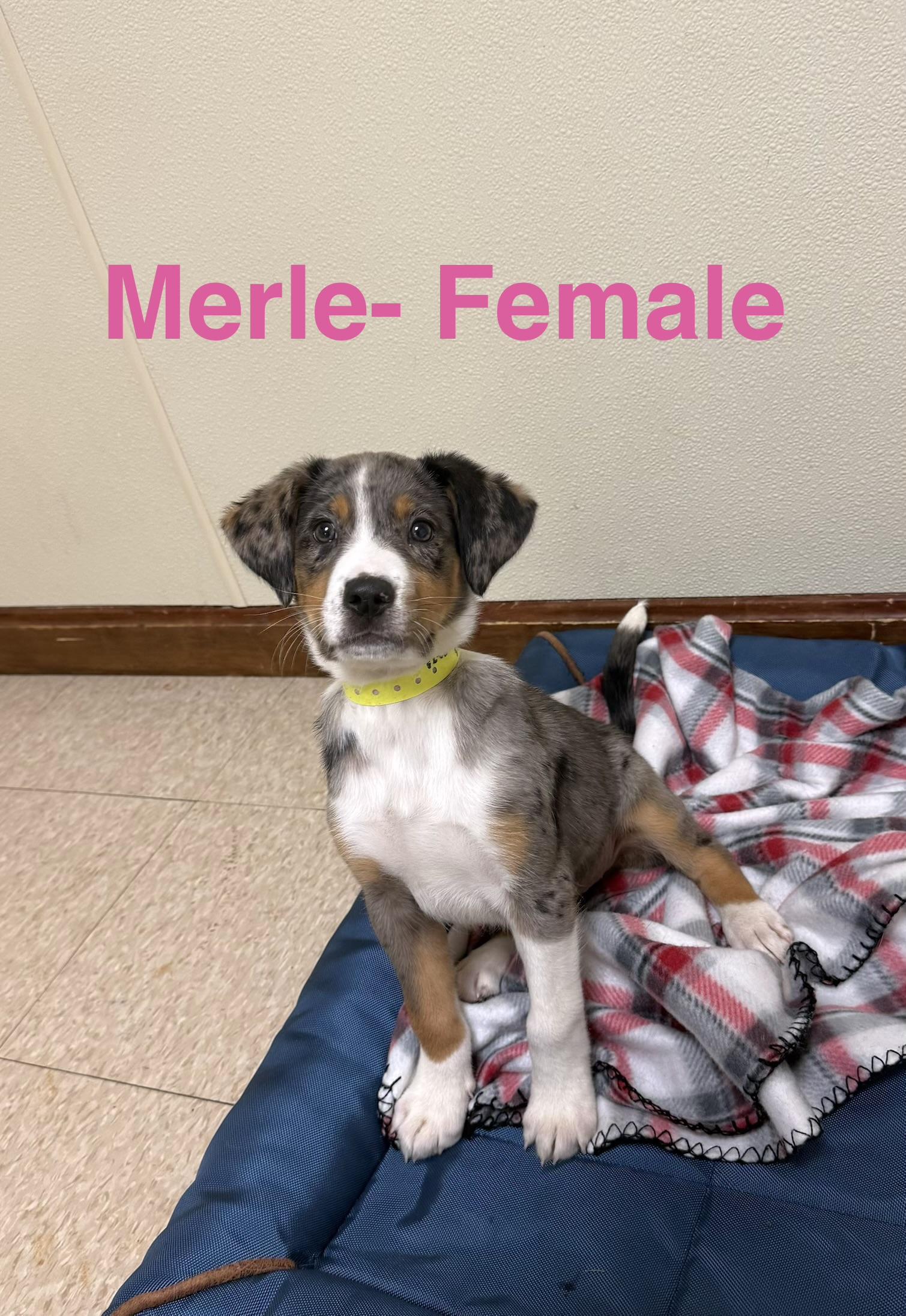 Enlarge Merle, an adopted mixed breed in Douglas, MA image 3/4