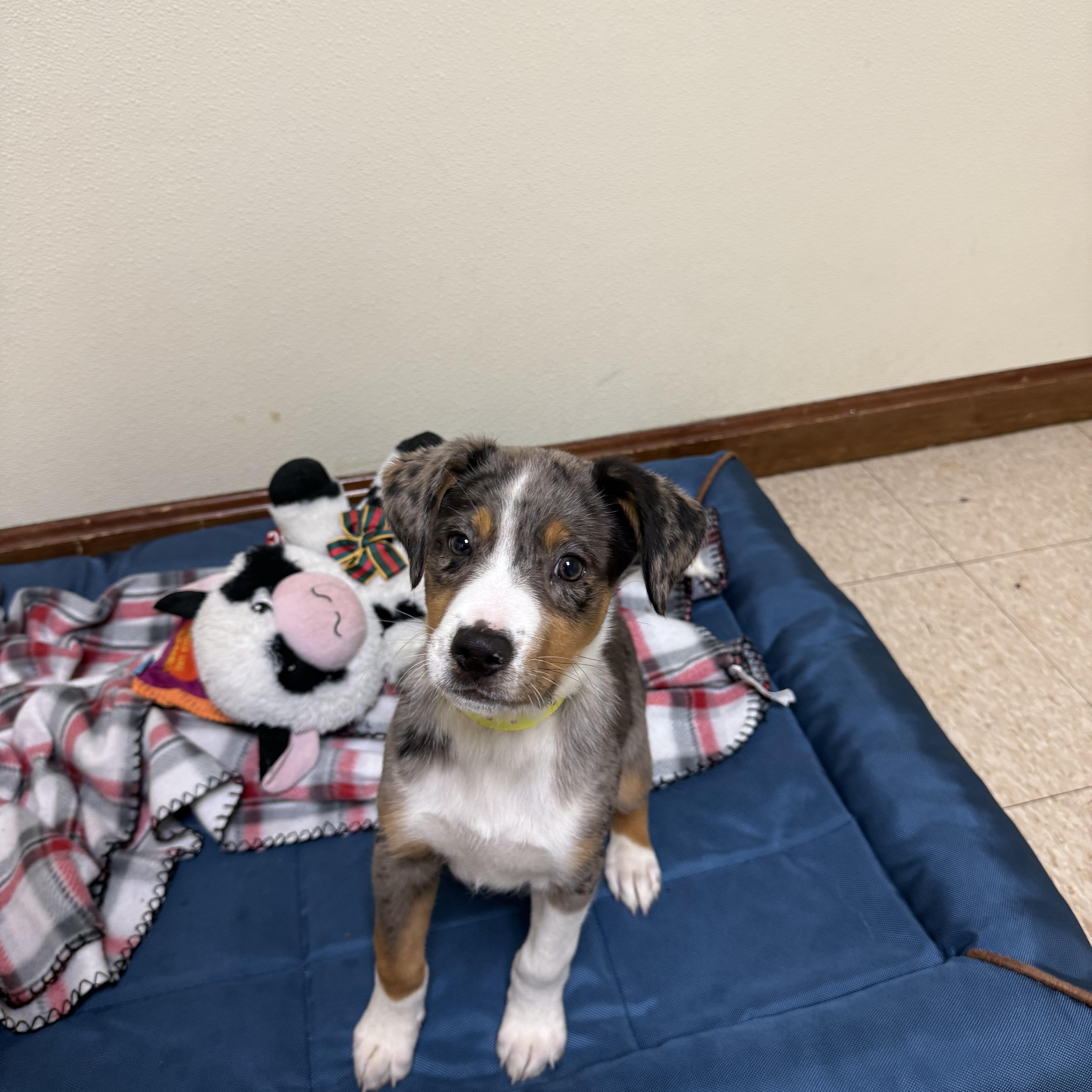 Enlarge Merle, an adopted mixed breed in Douglas, MA image 2/4