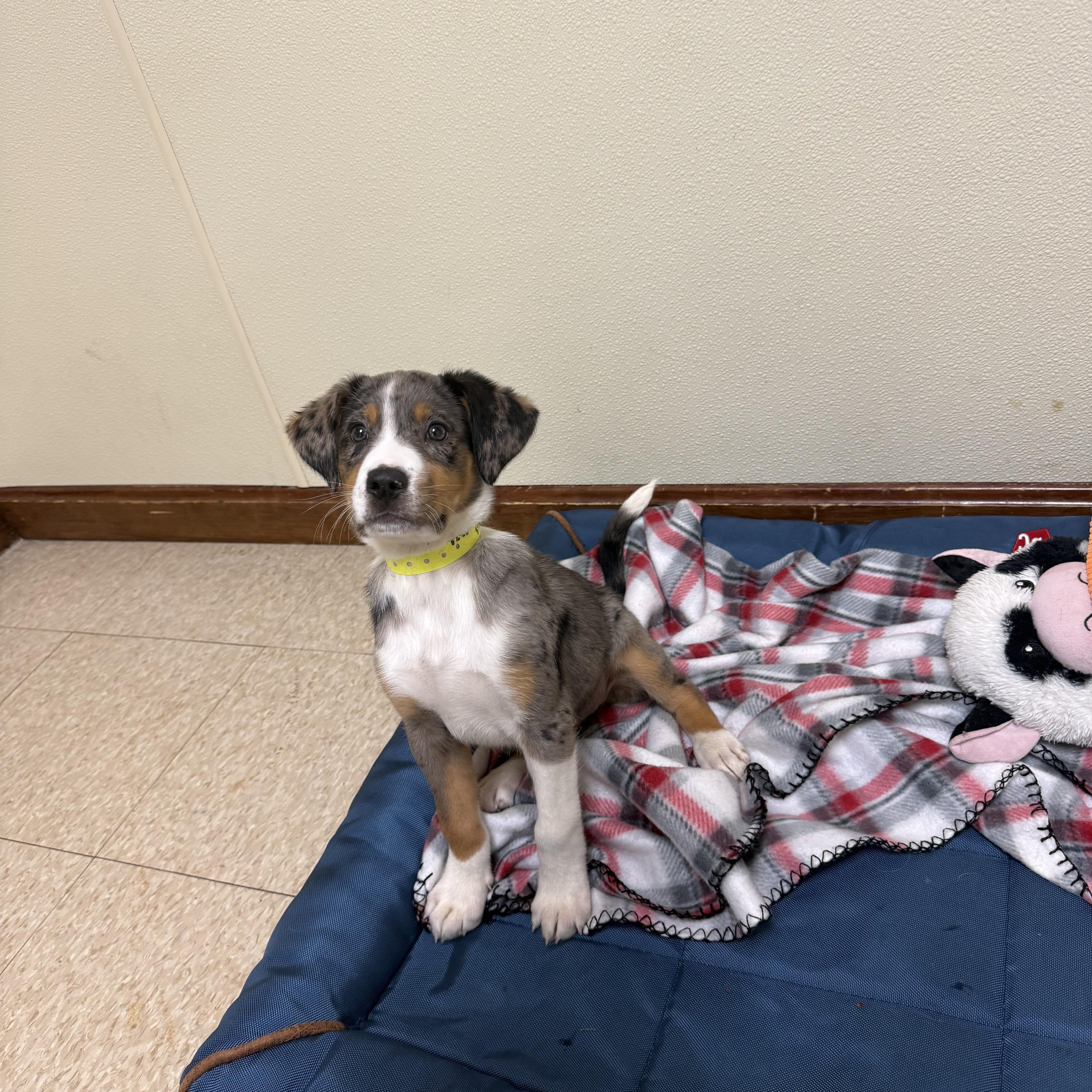 Enlarge Merle, an adopted mixed breed in Douglas, MA image 4/4