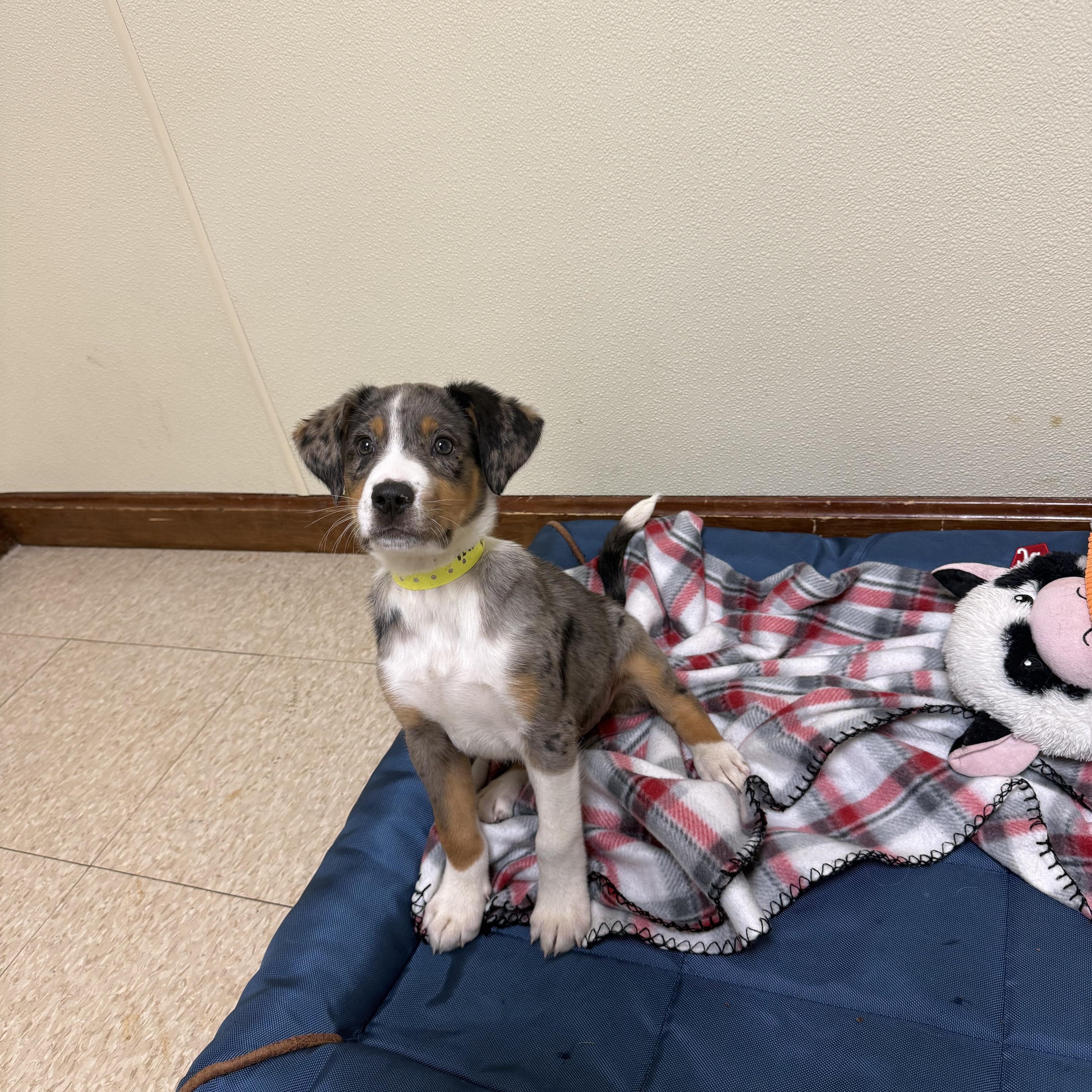 Merle, adopted, Puppy Female Australian Shepherd & Hound.