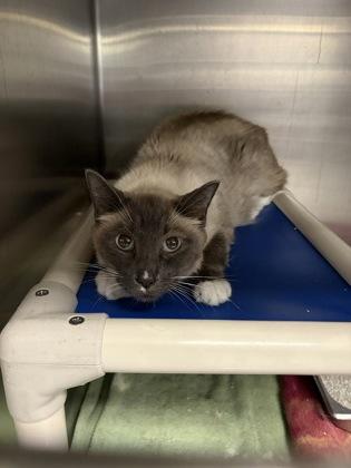 Little Kitty, Adoptable, Adult Male Domestic Short Hair & Domestic Short Hair.