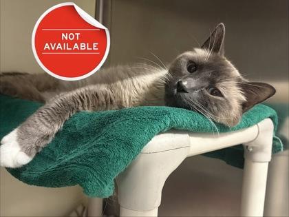 Enlarge Little Kitty, a Adoptable mixed breed in Lowell, MA image 2/2