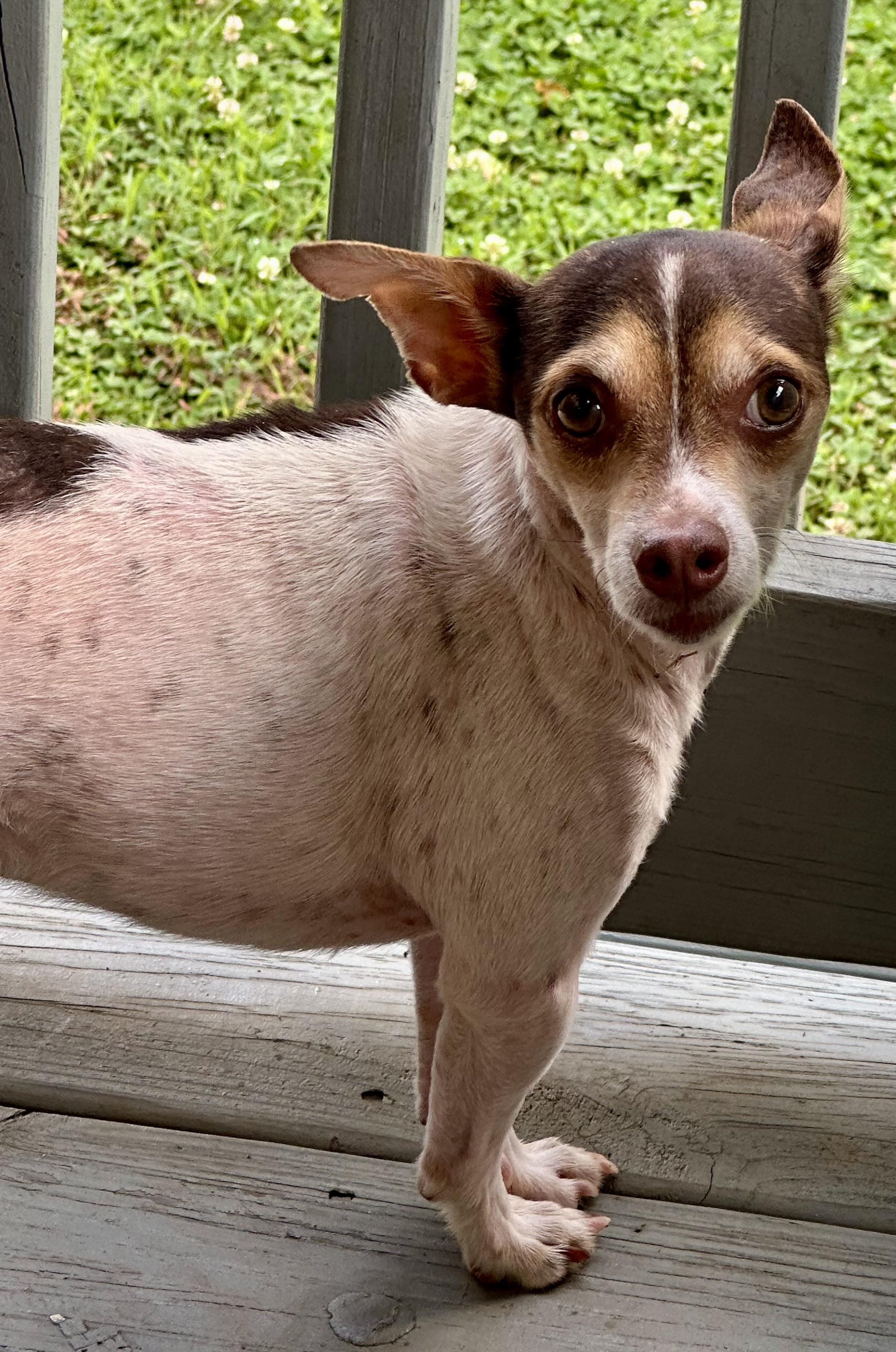 Chief, Adoptable, Adult Male Rat Terrier.