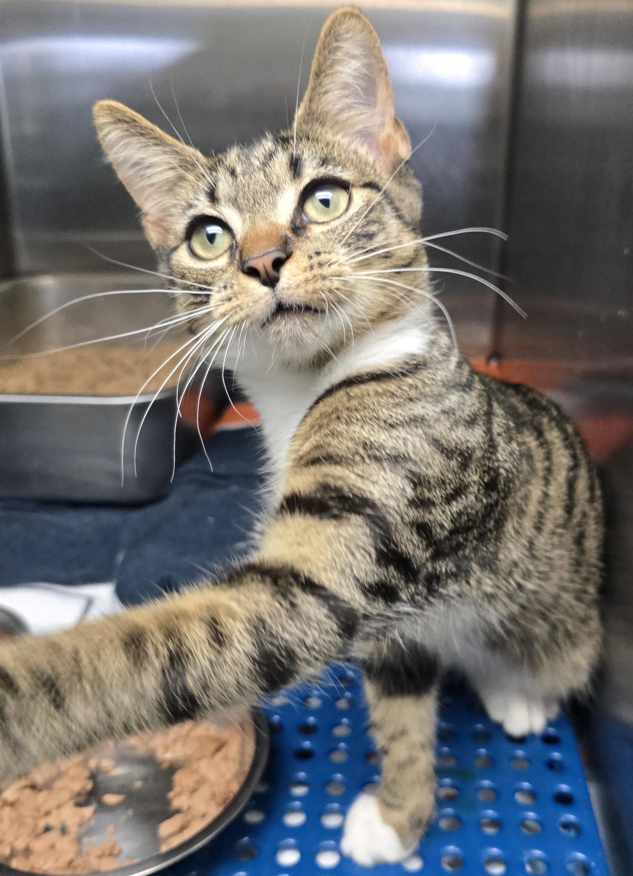 Fritz, adopted, Young Male Domestic Short Hair.