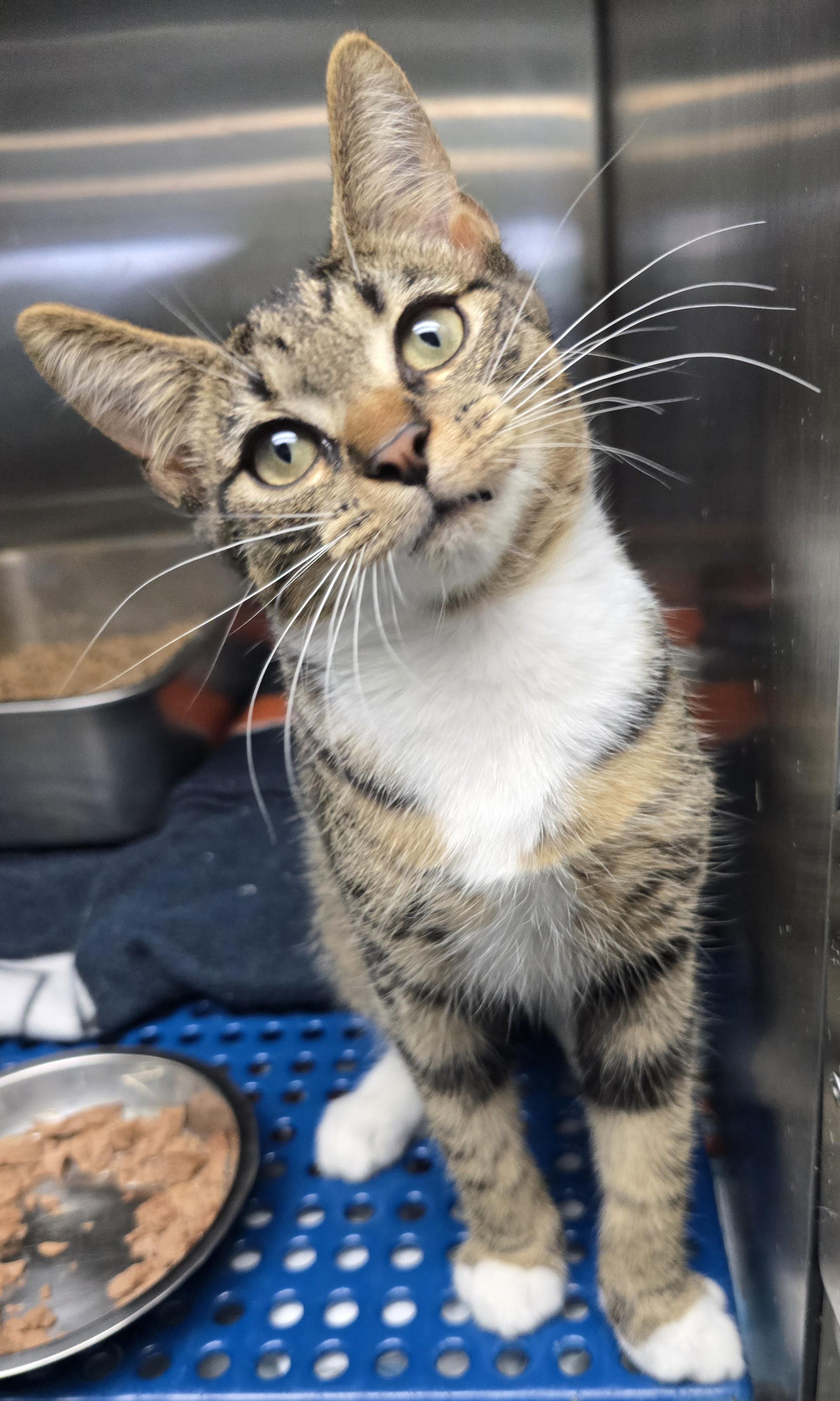 Enlarge Fritz, an adopted Domestic Short Hair in Havelock, NC image 2/3