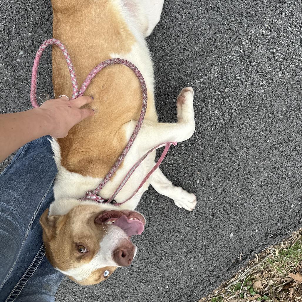 Pluto, Adoptable, Adult Male Husky.