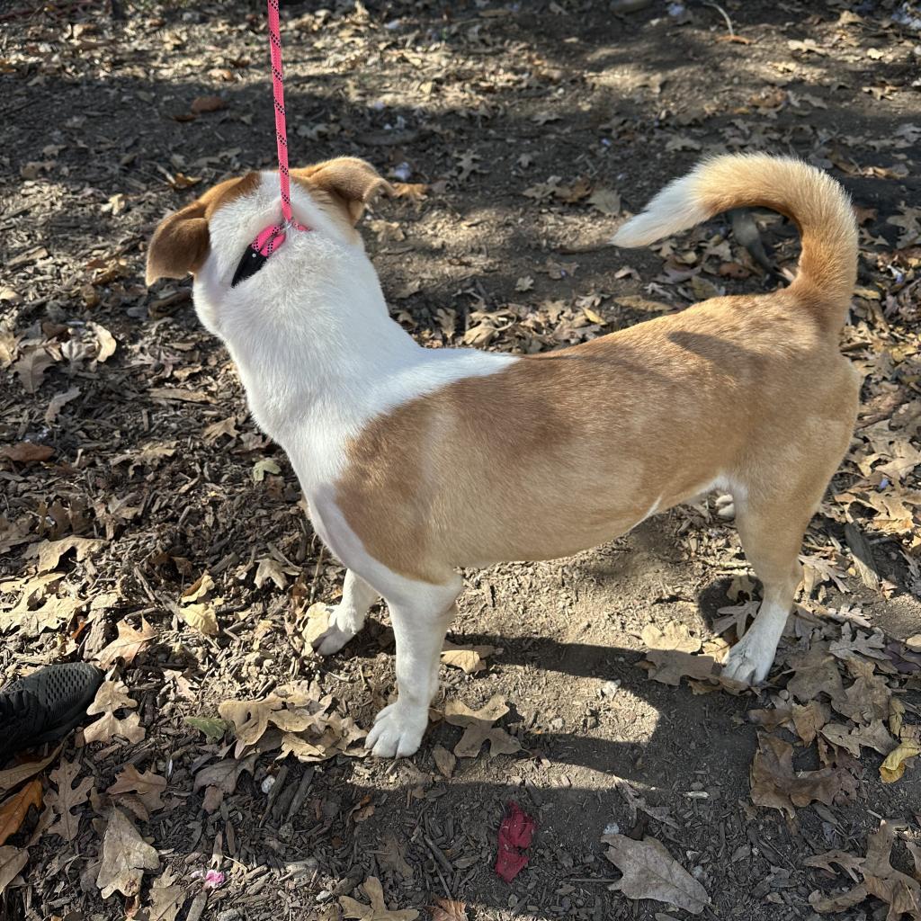 Enlarge Pluto, a Adoptable Husky in Princeton, KY image 3/6
