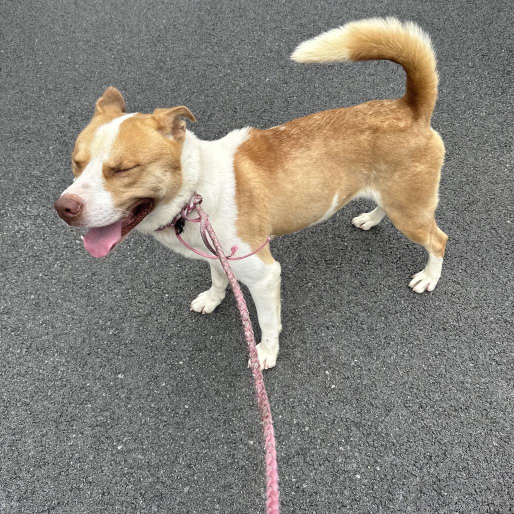 Enlarge Pluto, a Adoptable Husky in Princeton, KY image 5/6